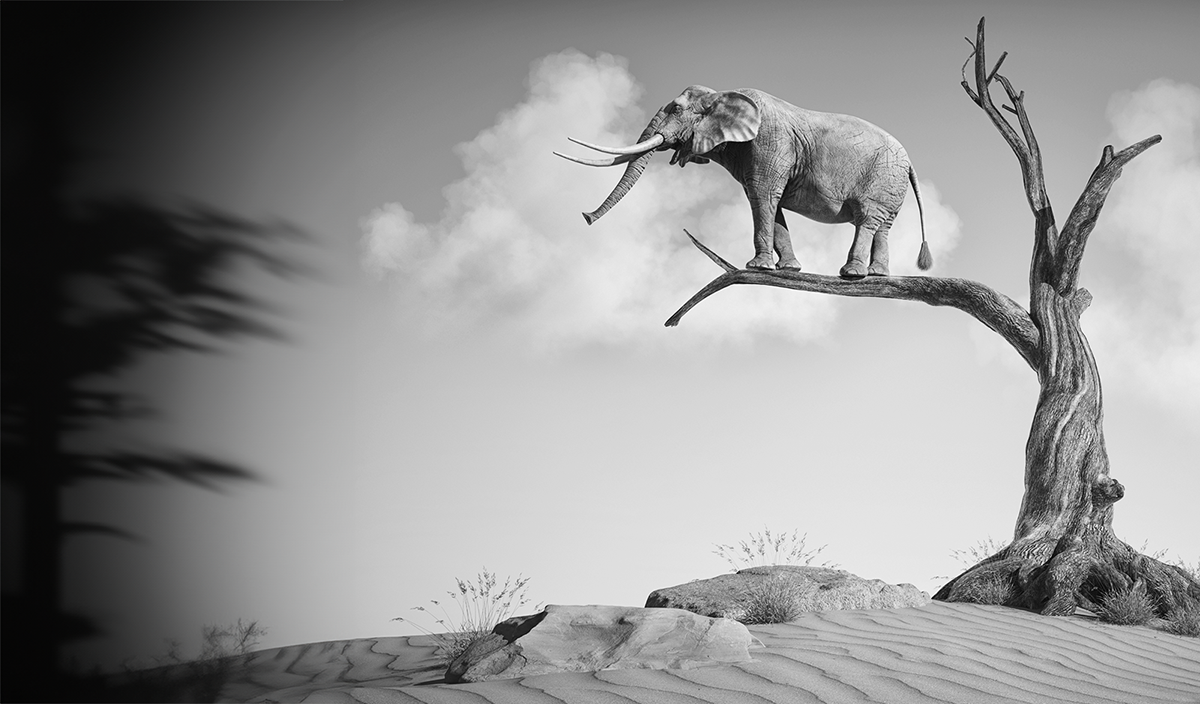 Risikomanagement beginnt im Kopf. Elefant auf einem Baum